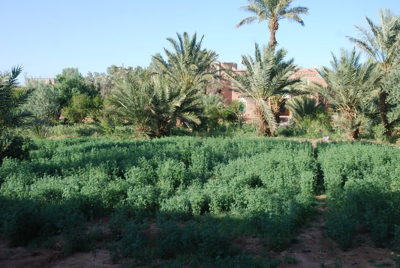 Tamgrout D'Hote Jnane-Dar Diafa מראה חיצוני תמונה